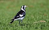 Magpie-lark